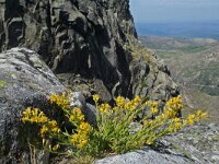 Senecio pyrenaicus 1, Saxifraga-Jeroen Willemsen