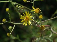 Senecio rupestris, Rock Ragwort