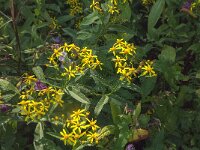 Senecio sarracenicus