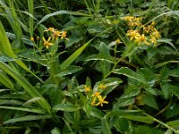 Senecio sarracenicus 10, Rivierkruiskruid, Saxifraga-Ed Stikvoort