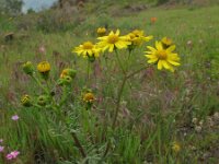 Senecio siculus