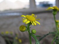 Senecio squalidus 1, Glanzend kruiskruid, Saxifraga-Rutger Barendse