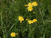 Senecio vernalis 7, Oostelijk kruiskruid, Saxifraga-Ed Stikvoort