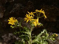 Senecio vernalis 8, Oostelijk kruiskruid, Saxifraga-Ed Stikvoort : Dimitsana - Stemnitsa