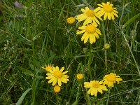 Senecio vernalis 9, Oostelijk kruiskruid, Saxifraga-Ed Stikvoort