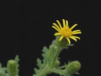 Senecio viscosus 1, Kleverig kruiskruid, Saxifraga-Marijke Verhagen