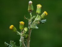 Senecio vulgaris 1, Klein kruiskruid, Saxifraga-Jan van der Straaten