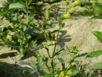 Senecio vulgaris 10, Klein kruiskruid, Saxifraga-Rutger Barendse