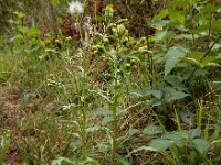 Senecio vulgaris 11, Klein kruiskruid, Saxifraga-Ed Stikvoort
