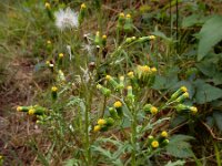 Senecio vulgaris 12, Klein kruiskruid, Saxifraga-Ed Stikvoort
