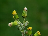 Senecio vulgaris 2, Klein kruiskruid, Saxifraga-Jan van der Straaten