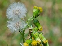 Senecio vulgaris 3, Klein kruiskruid, Saxifraga-Willem van Kruijsbergen
