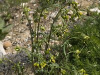 Senecio vulgaris 4, Klein kruiskruid, Saxifraga-Willem van Kruijsbergen
