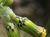 Senecio vulgaris 5, Klein kruiskruid, Saxifraga-Rutger Barendse