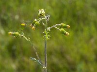 Senecio vulgaris 6, Klein kruiskruid, Saxifraga-Jan van der Straaten