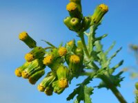 Senecio vulgaris 7, Klein kruiskruid, Saxifraga-Ed Stikvoort