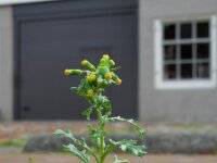 Senecio vulgaris 8, Klein kruiskruid, Saxifraga-Ed Stikvoort