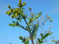 Senecio vulgaris 9, Klein kruiskruid, Saxifraga-Ed Stikvoort