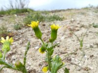 Senecio vulgaris var hybernicus 13, Saxifraga-Rutger Barendse
