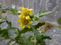 Senecio vulgaris var hybernicus 14, Saxifraga-Ed Stikvoort