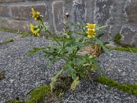 Senecio vulgaris var hybernicus 15, Saxifraga-Ed Stikvoort