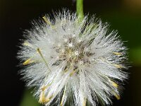 Senecio vulgaris var hybernicus 20, Klein kruiskruid, Saxifraga-Sonja Bouwman  Klein kruiskruid var. hybernicus