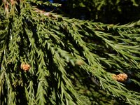 Sequoiadendron giganteum