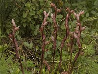 Serapias bergonii 1, Saxifraga-Willem van Kruijsbergen