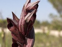 Serapias levantina : Gebied, Israel, Orchid, Serapias, www.Saxifraga.nl