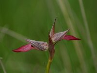 Serapias lingua, Tongue Serapias