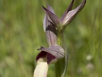 Serapias lingua 101, Saxifraga-Willem van Kruijsbergen