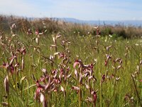Serapias lingua 102, Saxifraga-Sytske Dijksen