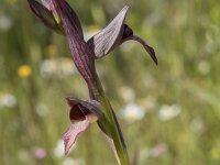 Serapias lingua 75, Saxifraga-Willem van Kruijsbergen
