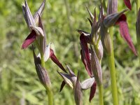 Serapias lingua 81, Saxifraga-Willem van Kruijsbergen