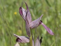 Serapias lingua 85, Saxifraga-Willem van Kruijsbergen