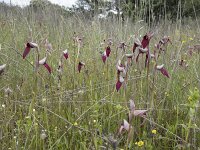 Serapias lingua 88, Saxifraga-Willem van Kruijsbergen
