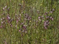Serapias lingua 89, Saxifraga-Willem van Kruijsbergen