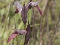 Serapias lingua 92, Saxifraga-Willem van Kruijsbergen