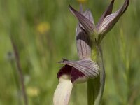 Serapias lingua 99, Saxifraga-Willem van Kruijsbergen