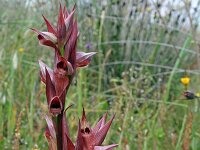 Serapias neglecta 1, Saxifraga-Jeroen Willemsen