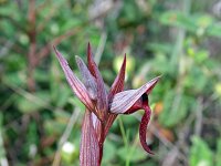 Serapias olbia 1, Saxifraga-Jeroen Willemsen