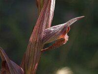 Serapias orientalis, Eastern Tongue Orchid