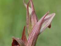 Serapias parviflora, Small-flowered Serapias