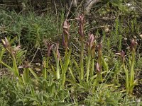 Serapias parviflora 16, Saxifraga-Willem van Kruijsbergen