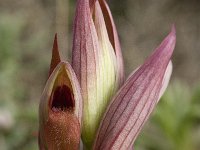 Serapias parviflora 21, Saxifraga-Willem van Kruijsbergen