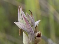 Serapias parviflora 29, Saxifraga-Willem van Kruijsbergen