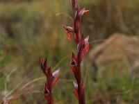 Serapias politisii 1, Saxifraga-Hans Dekker