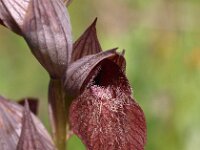 Serapias siciliensis