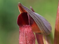 Serapias stricitflora