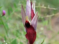 Serapias vomeracea 1, Saxifraga-Jeroen Willemsen